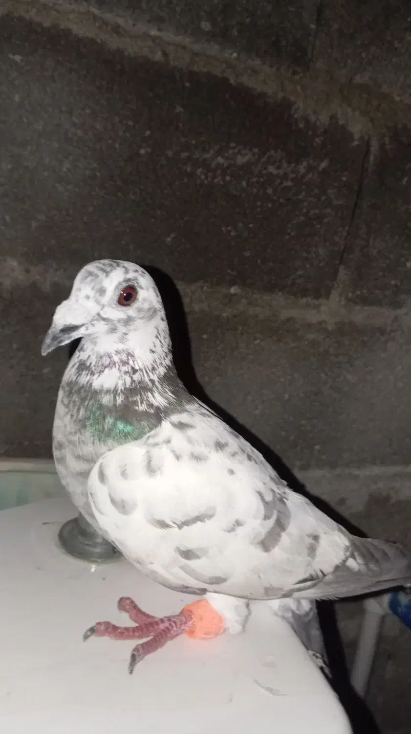 کبوتر|پرنده|دوگنبدان, |دیوار