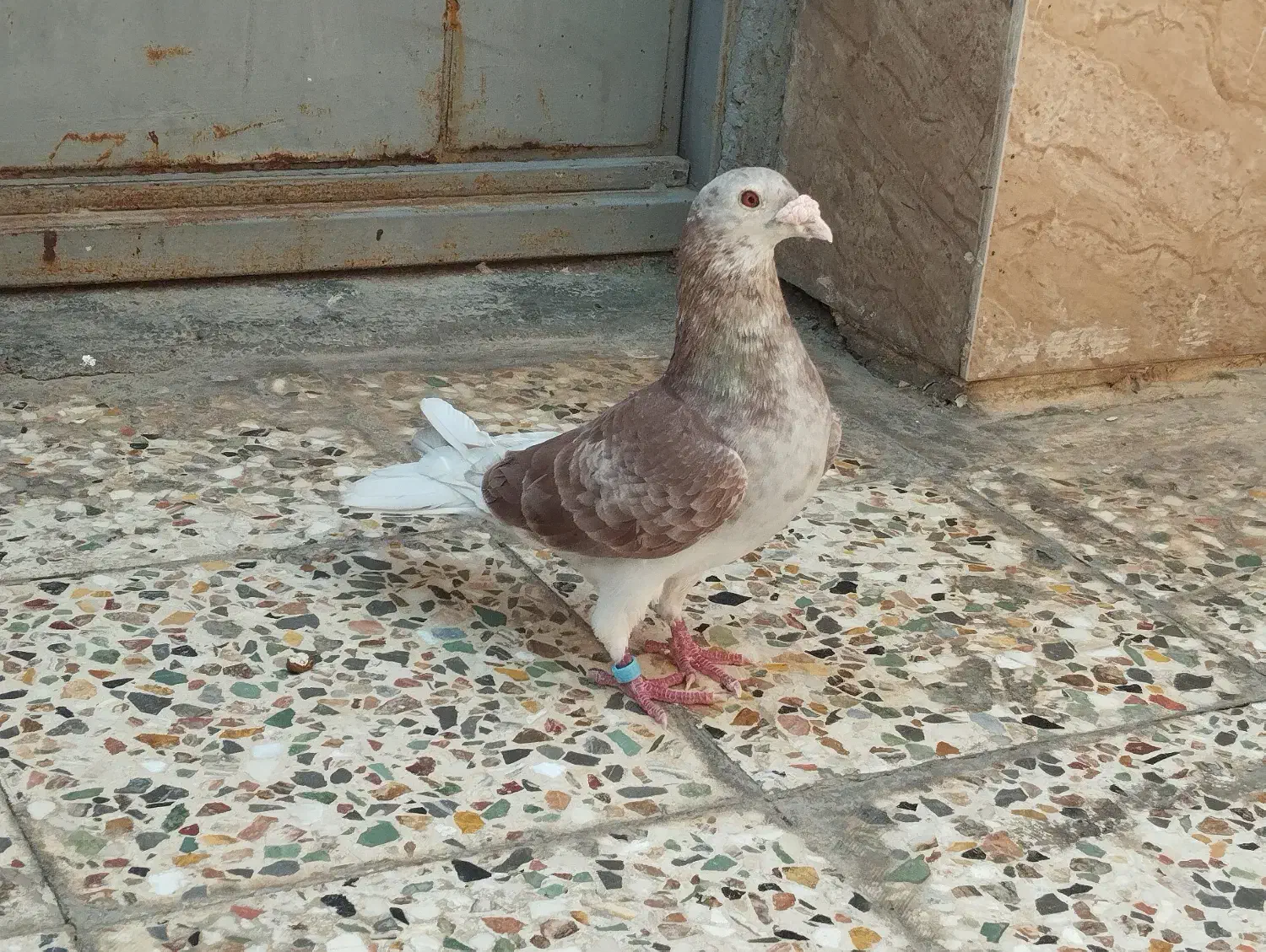 کبوتر|پرنده|اهواز, دغاغله|دیوار
