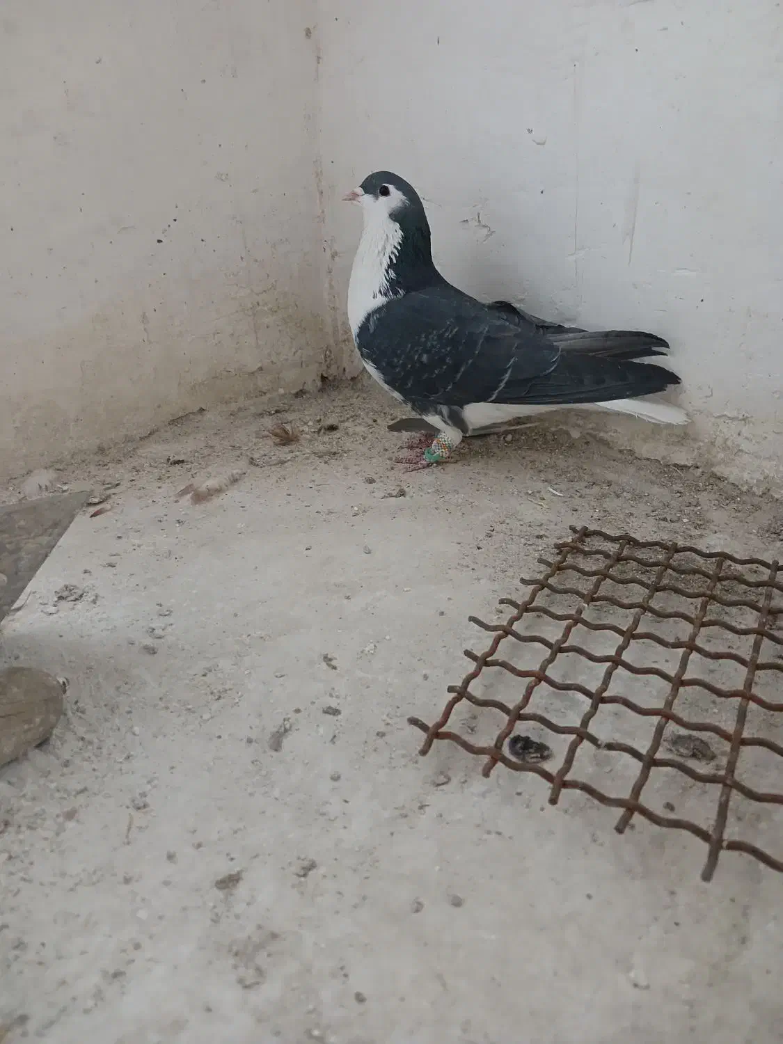 ساده نر پرشی|پرنده|بجنورد, |دیوار