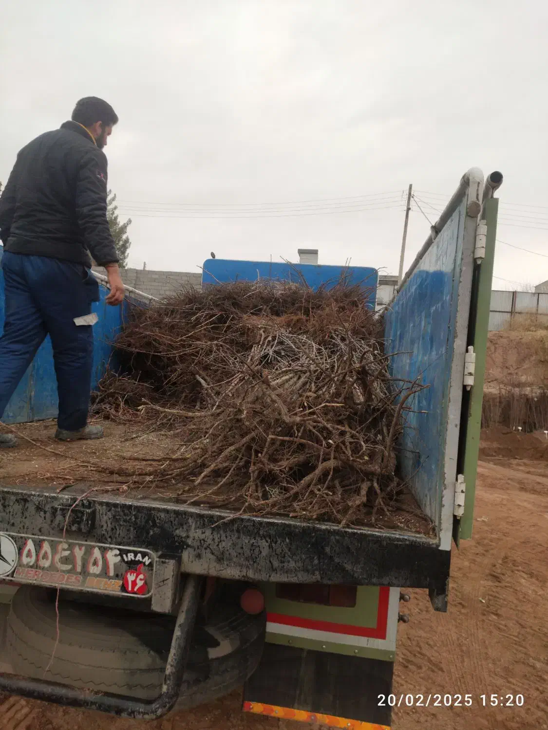 نهال زیتون تلخ|گل و گیاه طبیعی|کرمان, |دیوار