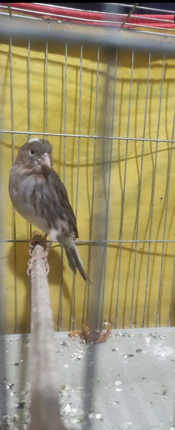 قناری ماده ۱ساله|پرنده|شیروان (خراسان), |دیوار