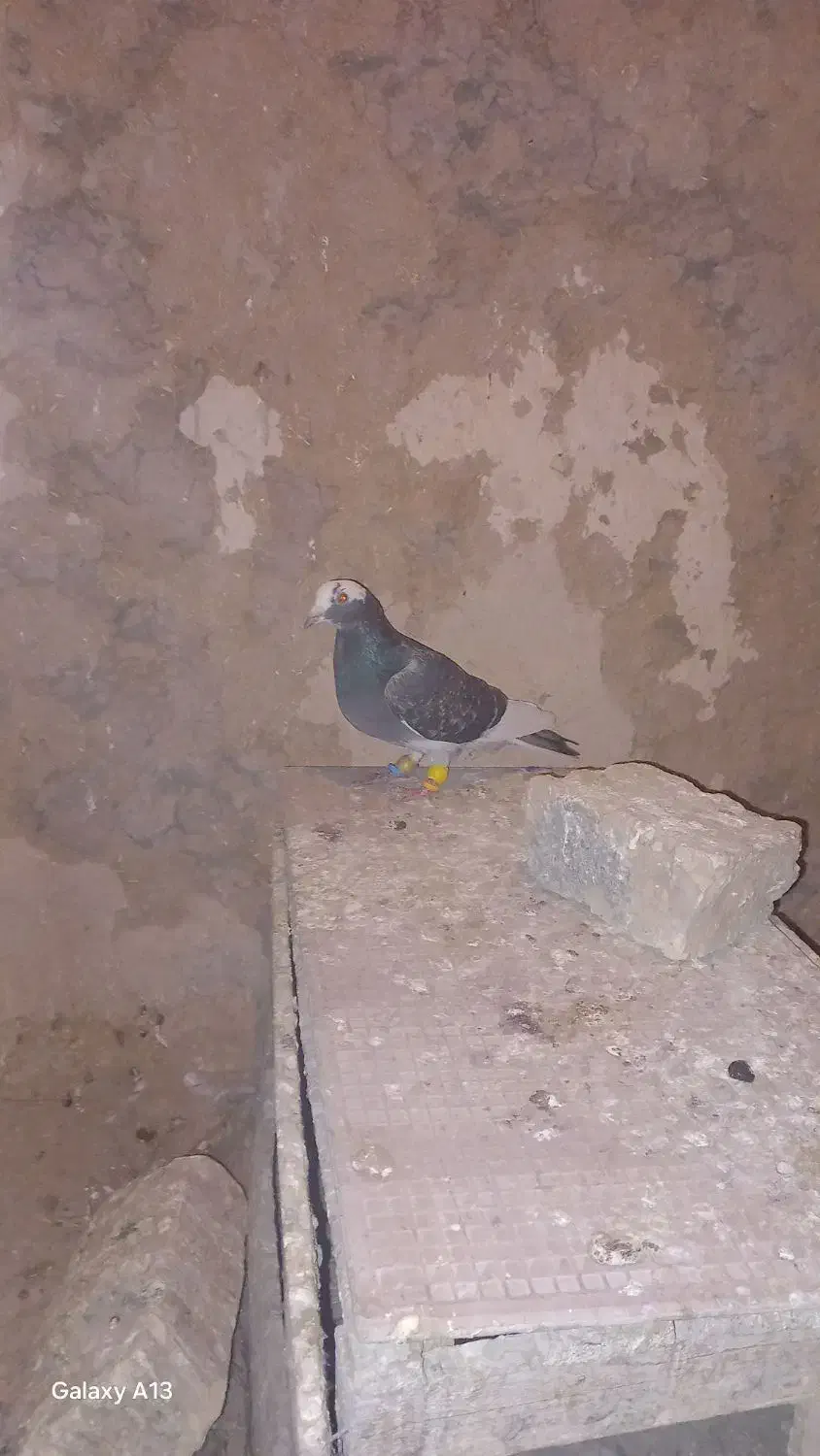 ۴تا کفتر جنگنده|پرنده|اسفراین, |دیوار