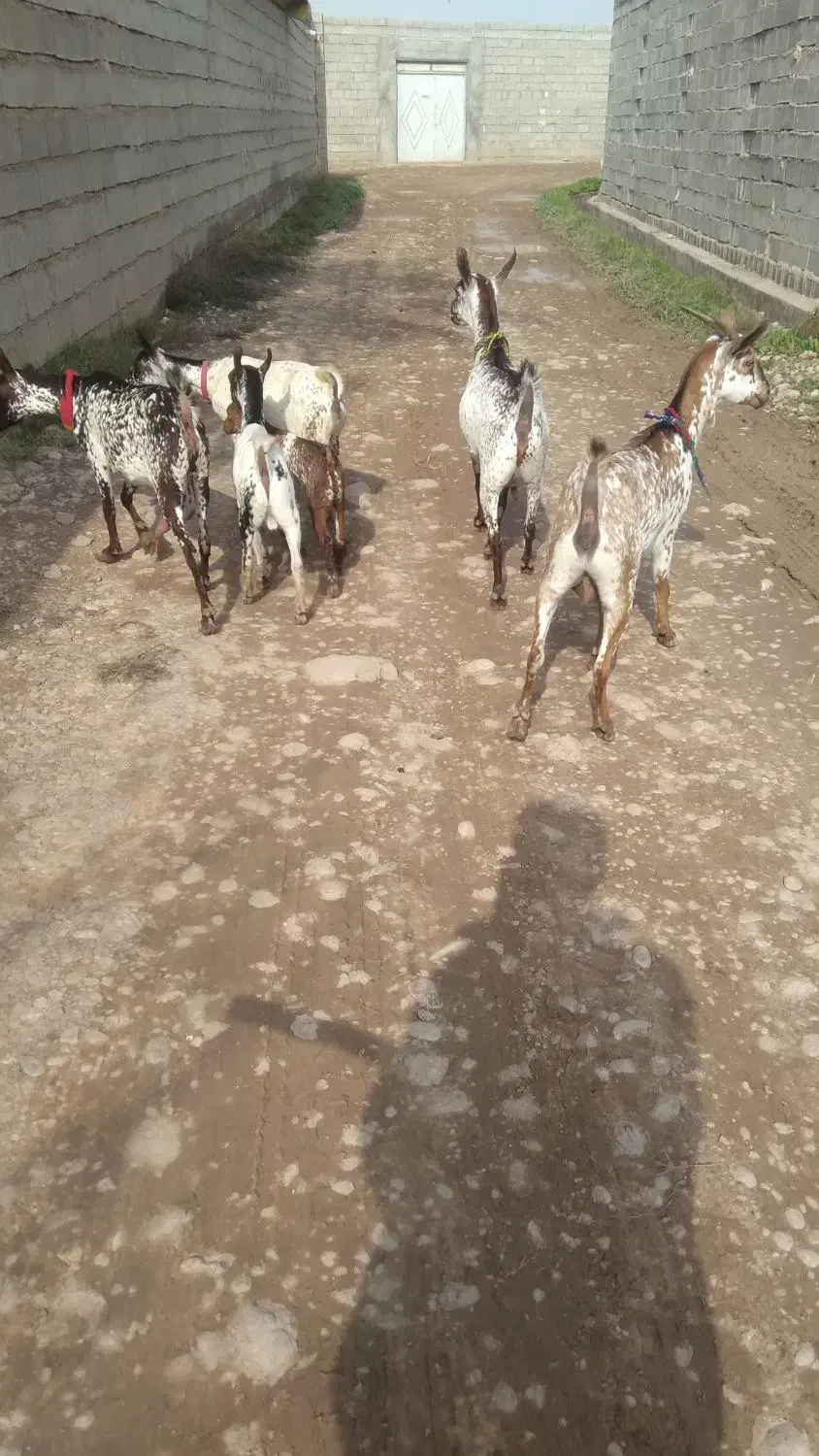 بز وبیگ سانت|حیوانات مزرعه|دزفول, |دیوار