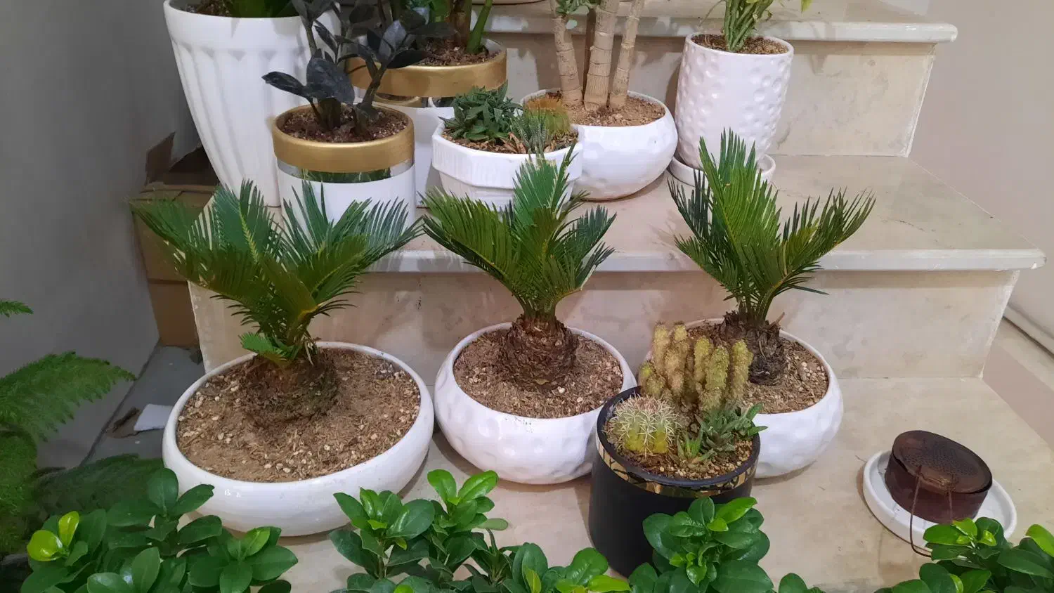 گلهای اپارتمانی زیبا|گل و گیاه طبیعی|تبریز, |دیوار