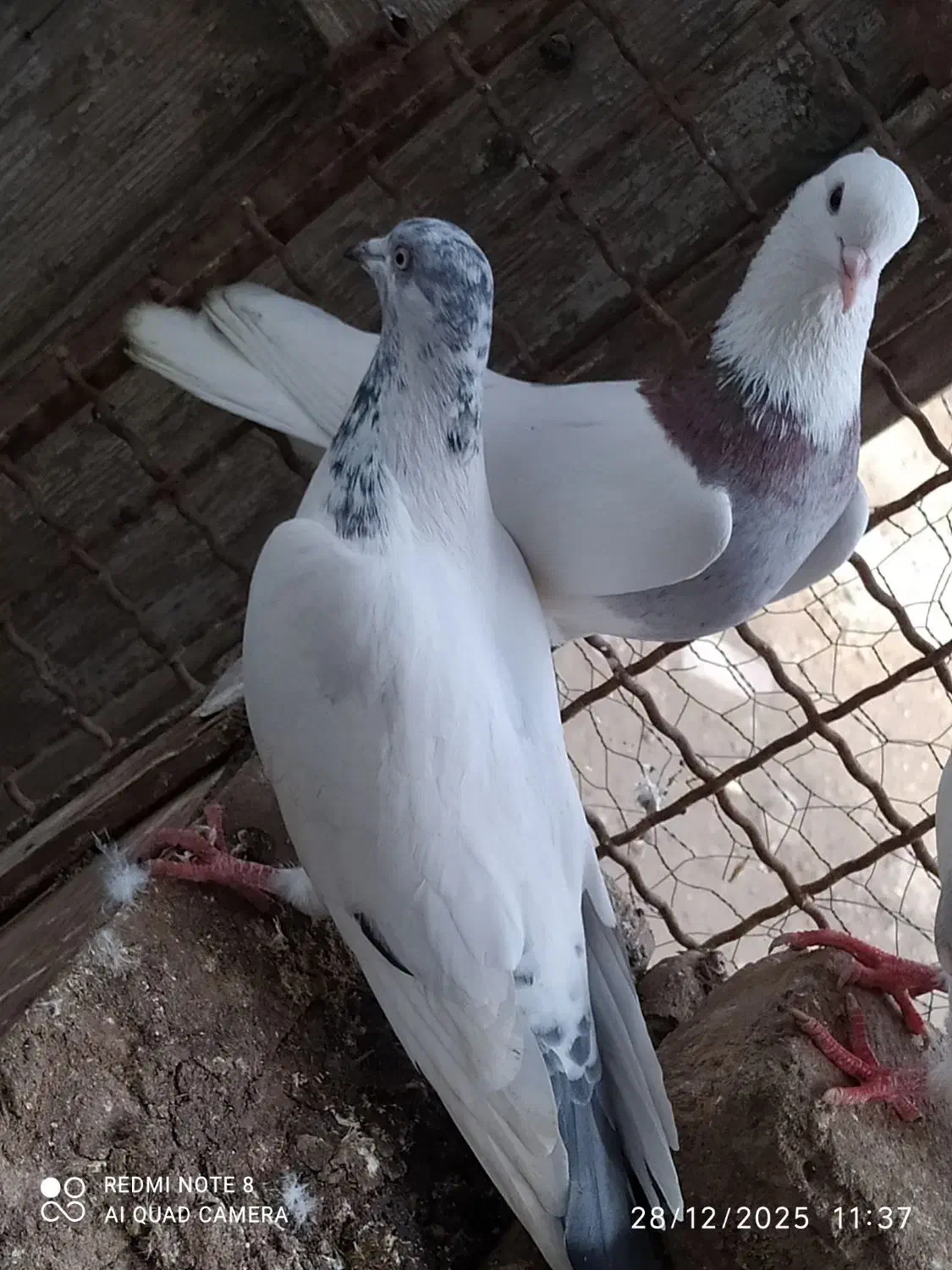 رنگی|پرنده|گنبد کاووس, |دیوار