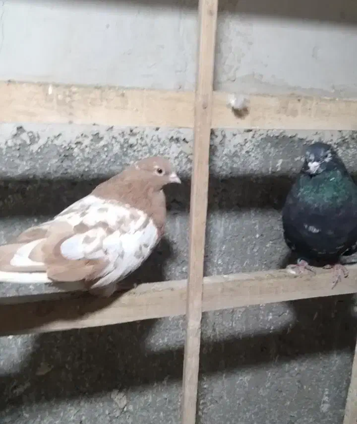 کفتر سرور  نوک ریز ۴۰ سانتی|پرنده|کرج, عظیمیه|دیوار