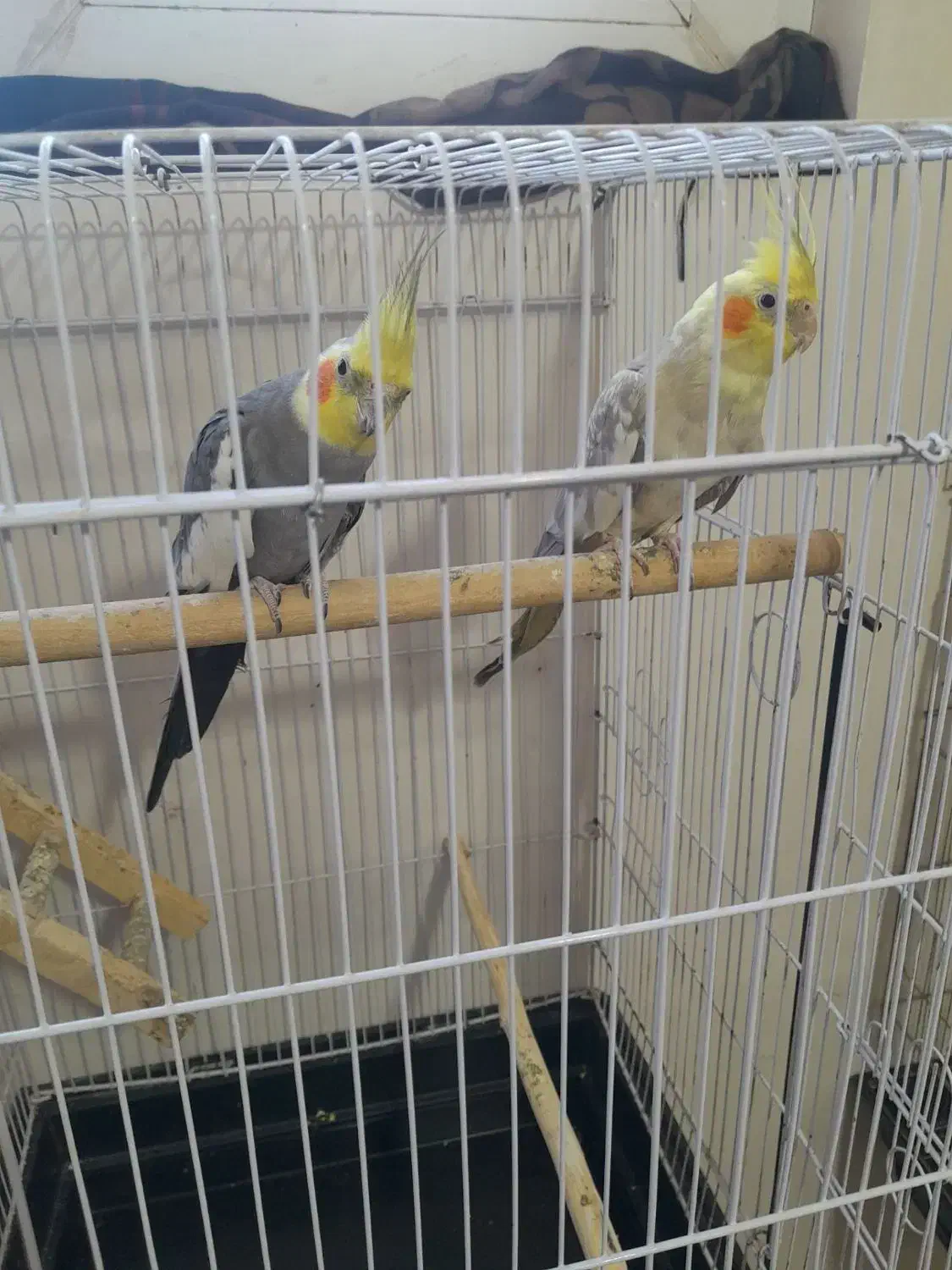 جفت طوطی عروس هلندی|پرنده|اردبیل, |دیوار