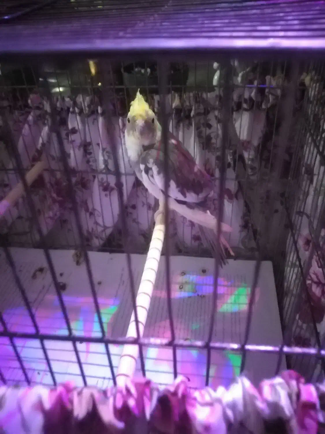 عروس هلندی|پرنده|قم, نخودی|دیوار