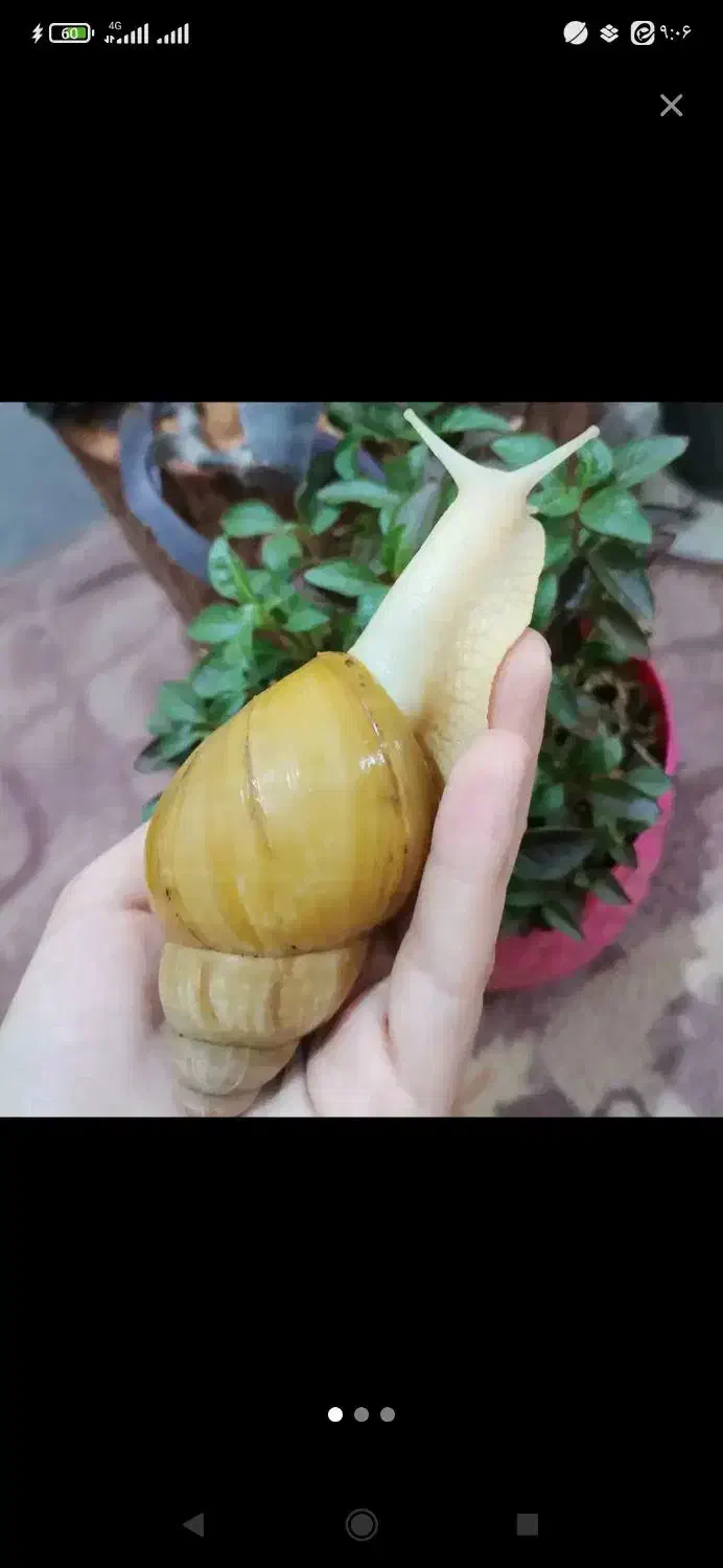 حلزون درمانی|خزنده|اسدآباد, |دیوار