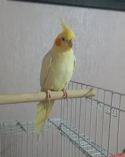 دو عدد عروس هلندی با قفس پایه‌دار|پرنده|مشهد, هفده شهریور|دیوار