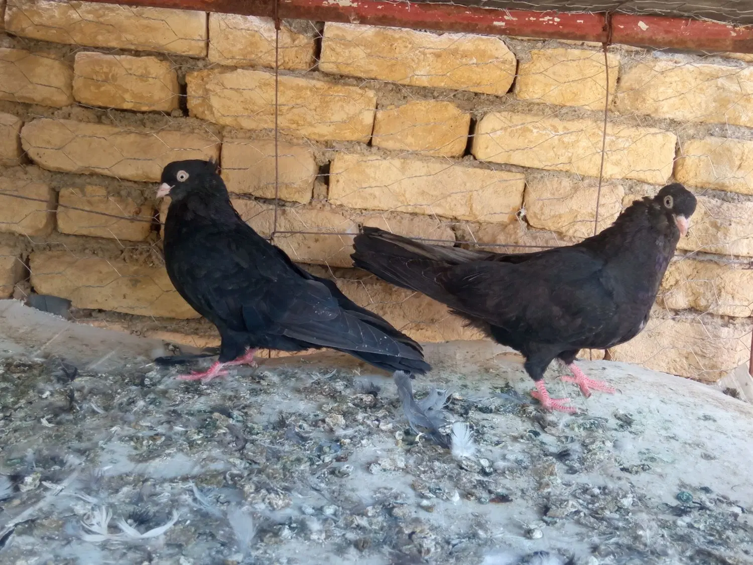 کبوتر|پرنده|لاران, |دیوار