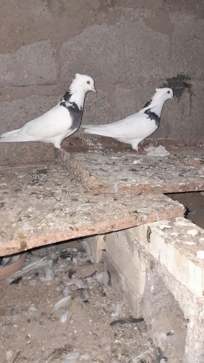 کبوتر|پرنده|شادگان, |دیوار