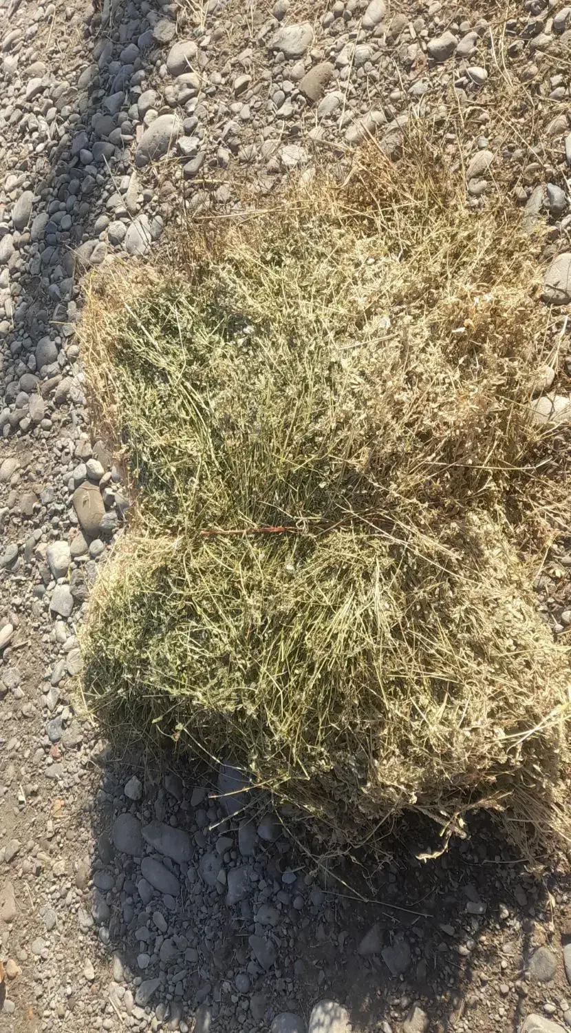 یونجه|خدمات باغبانی و درختکاری|بران, |دیوار