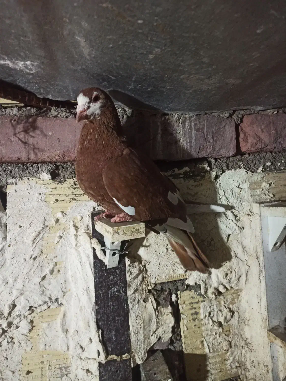 ماده مینا سرخ|پرنده|زاهدان, |دیوار