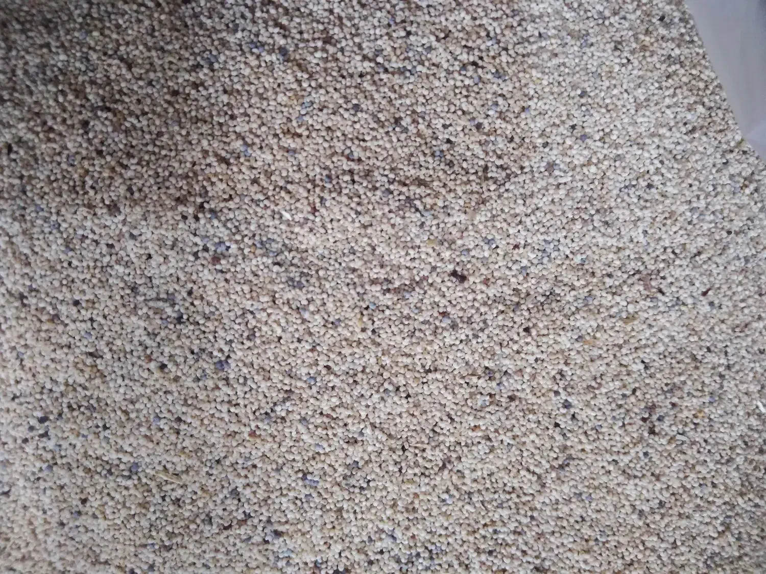 بذرگل سفید|گل و گیاه طبیعی|خرم‌آباد, |دیوار