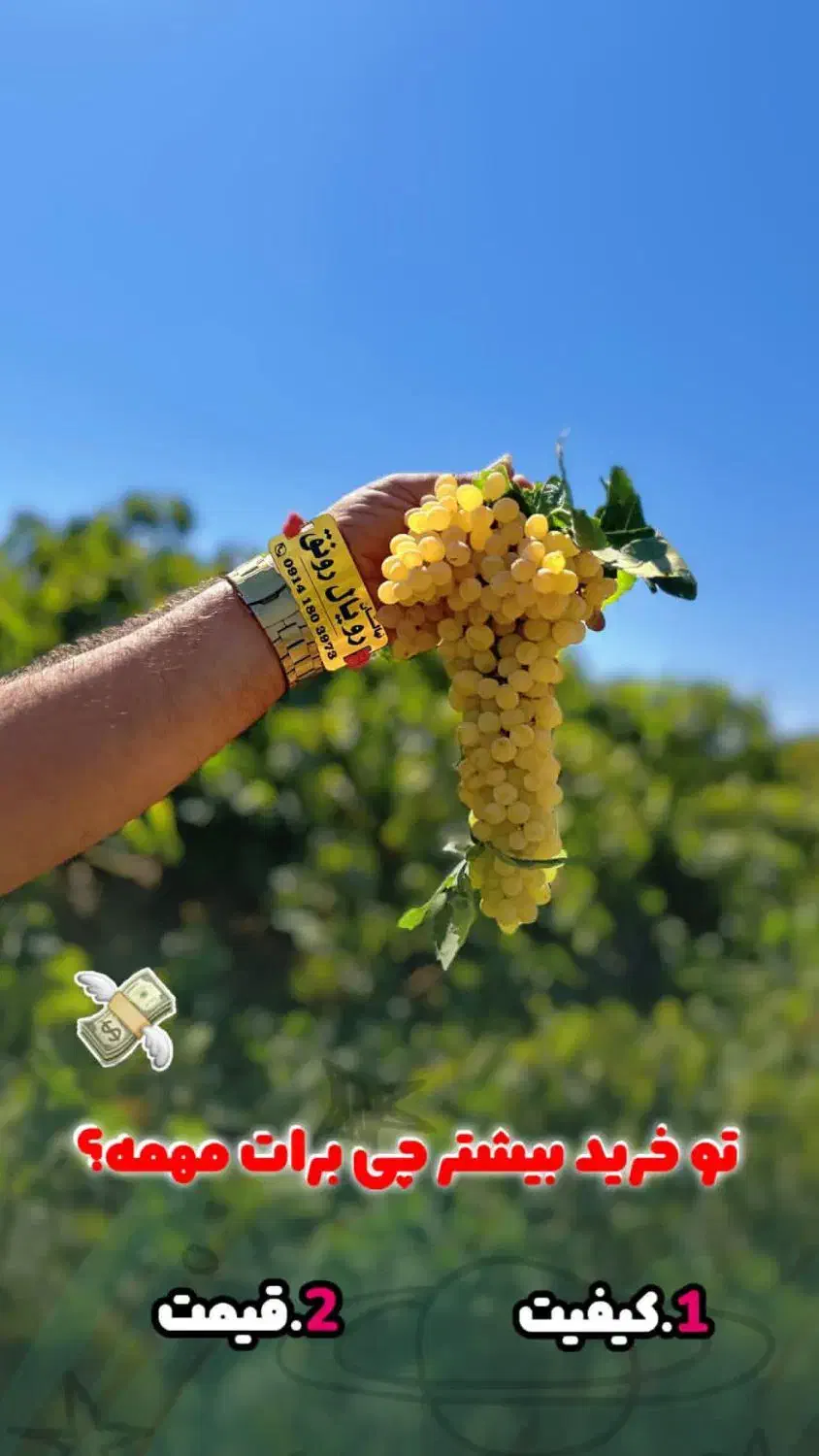 نهال انگور، گردو، گلابی|گل و گیاه طبیعی|صومعه‌سرا, |دیوار