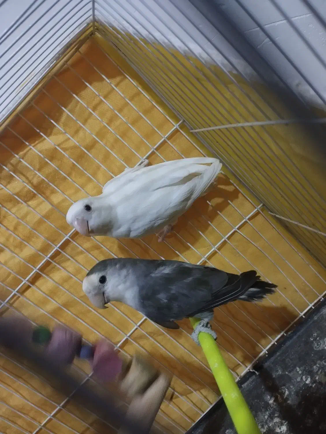 جفت کوتوله برزیلی|پرنده|تربت جام, امام|دیوار