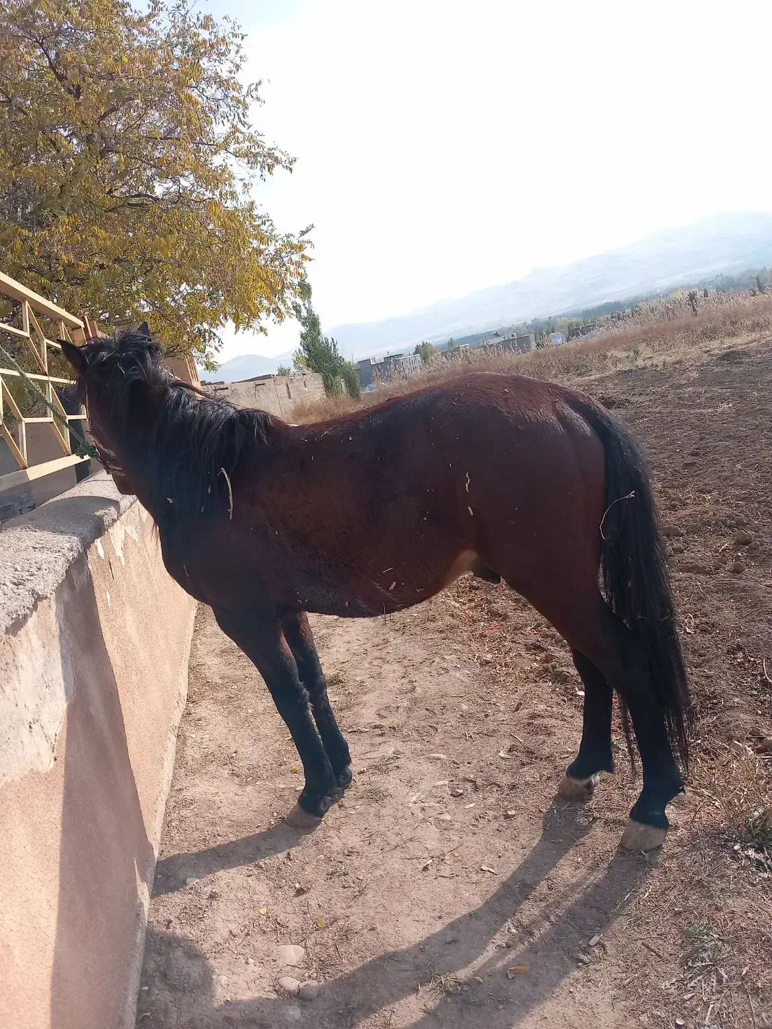 فروشی|اسب و تجهیزات اسب‌سواری|صومای برادوست, |دیوار