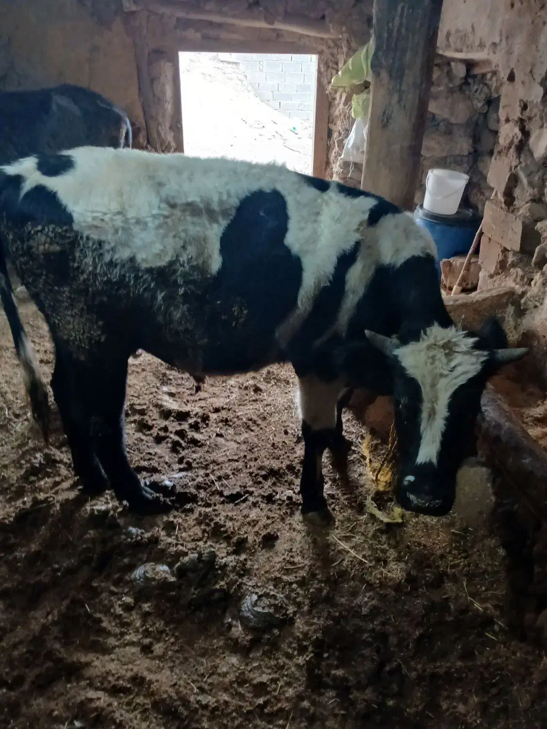 گوساله  نر|حیوانات مزرعه|چاراویماق, |دیوار