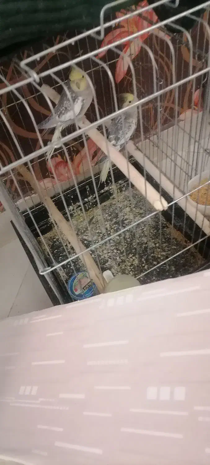 3عدد عروس هلندی نر|پرنده|اقبالیه, |دیوار