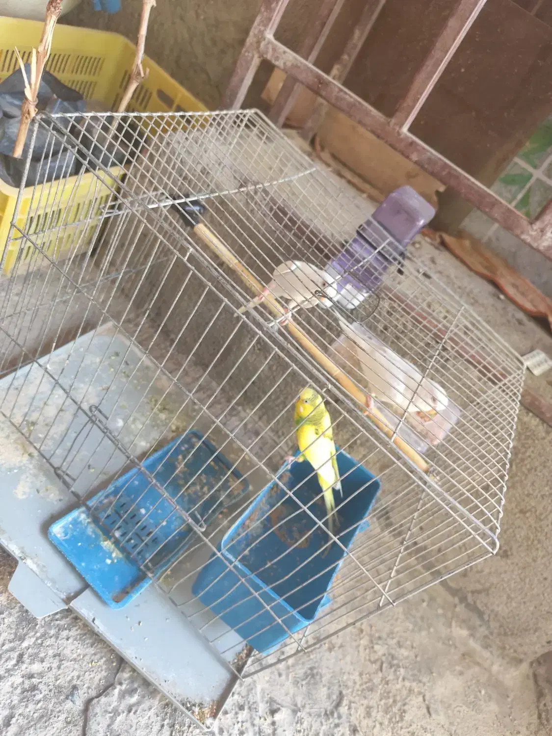 مرغ عشق|پرنده|جیرفت, |دیوار