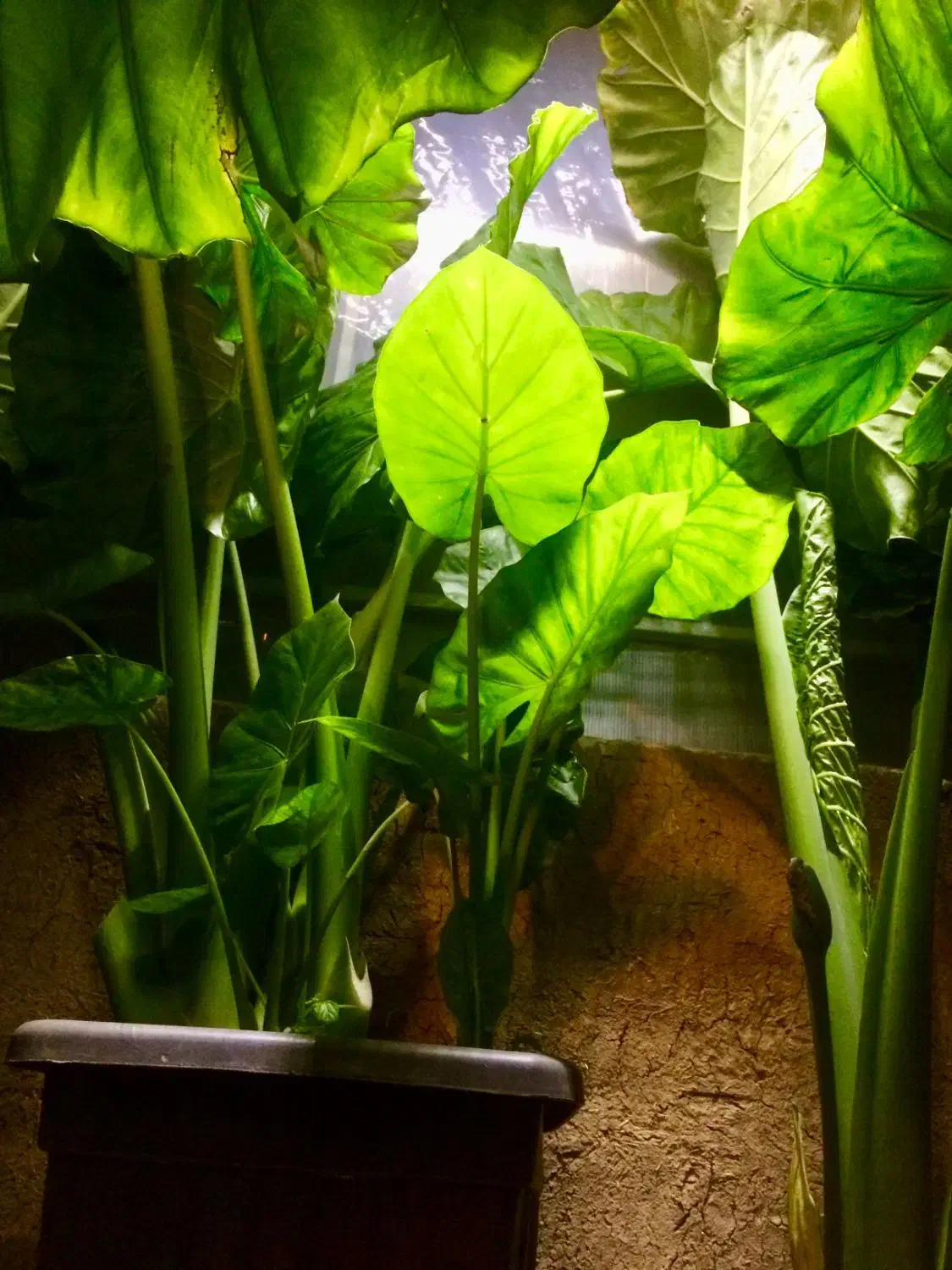 گل بابا ادم نژاد حاره ای برگ پهن( جاینت )|گل و گیاه طبیعی|نوشهر, |دیوار