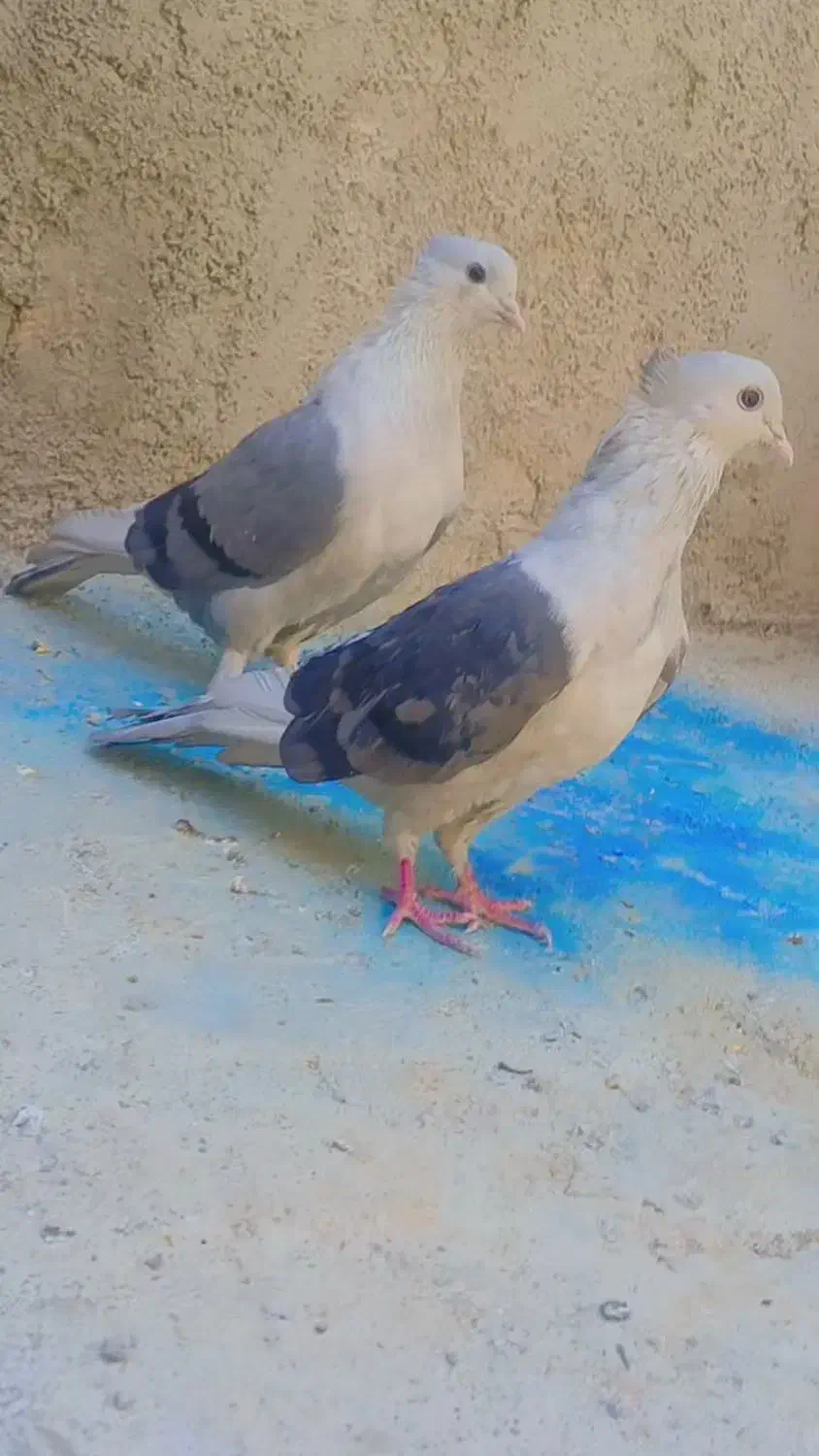 کبوتر دوکت سبز|پرنده|فلارد, |دیوار