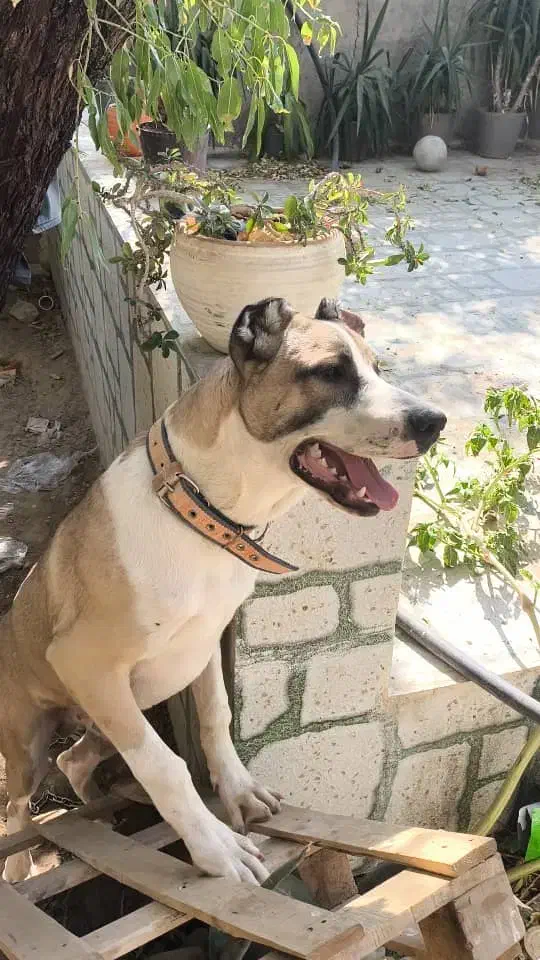 سگ سراب افغان|سگ|خفر, |دیوار