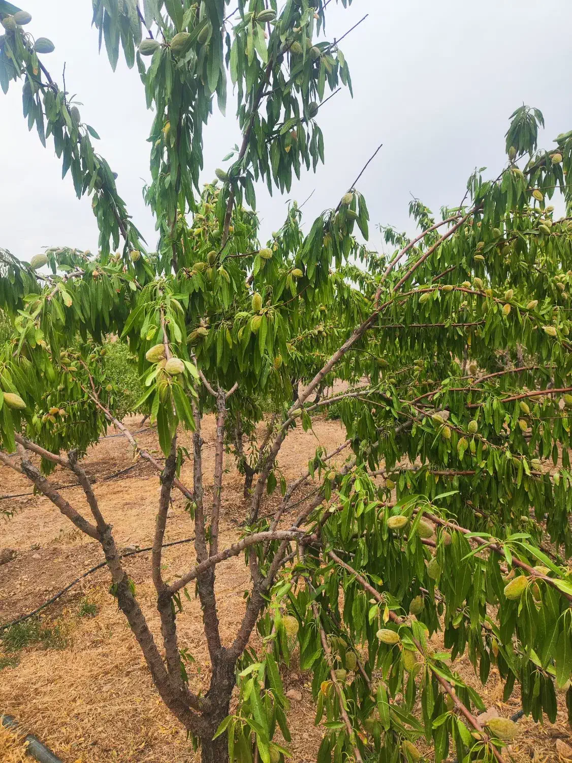 باغ 950متری اجیلی|فروش دفتر صنعتی، کشاورزی، تجاری|خمینی‌شهر, |دیوار