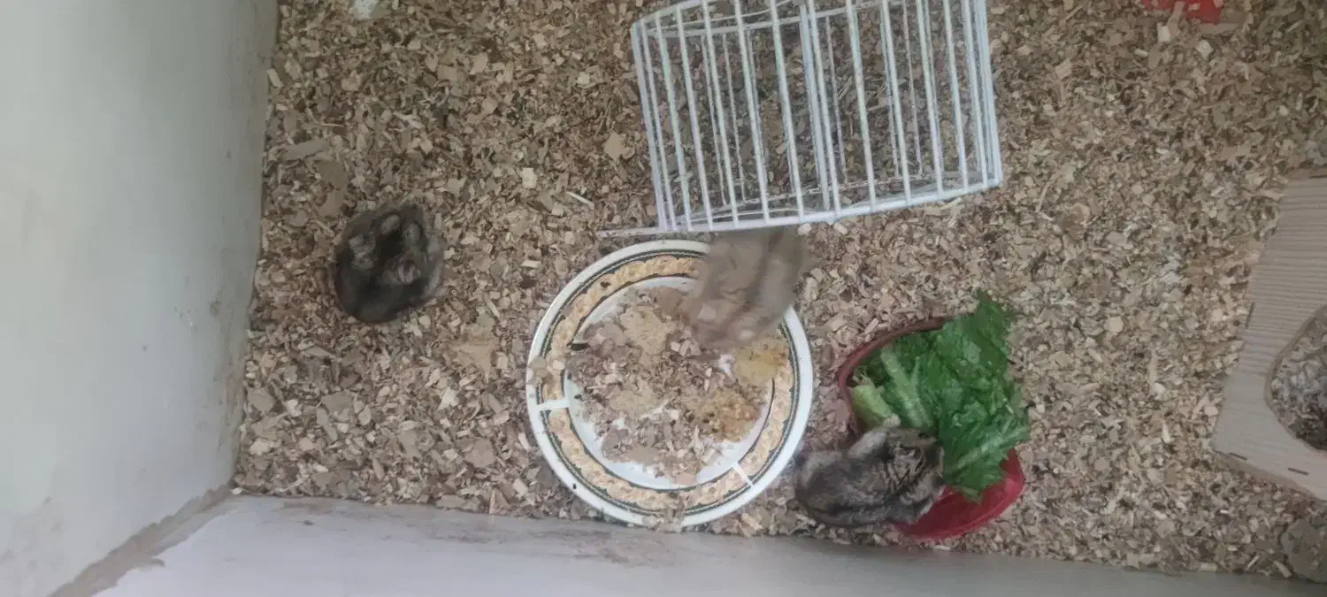 همستر کمپل|موش و خرگوش|یزد, |دیوار