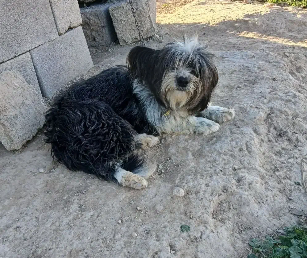 سگ خانگی|سگ|گتوند, |دیوار