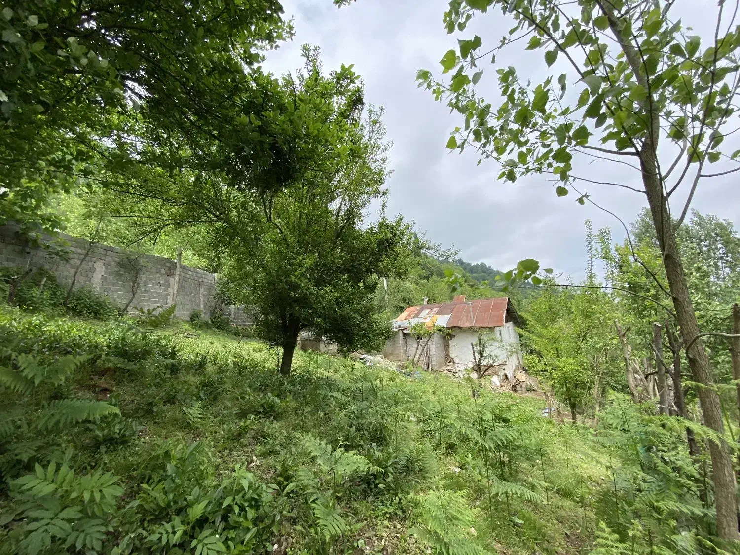 زمین مسکونی در ییلاق|فروش زمین و ملک کلنگی|احمدسرگوراب, |دیوار