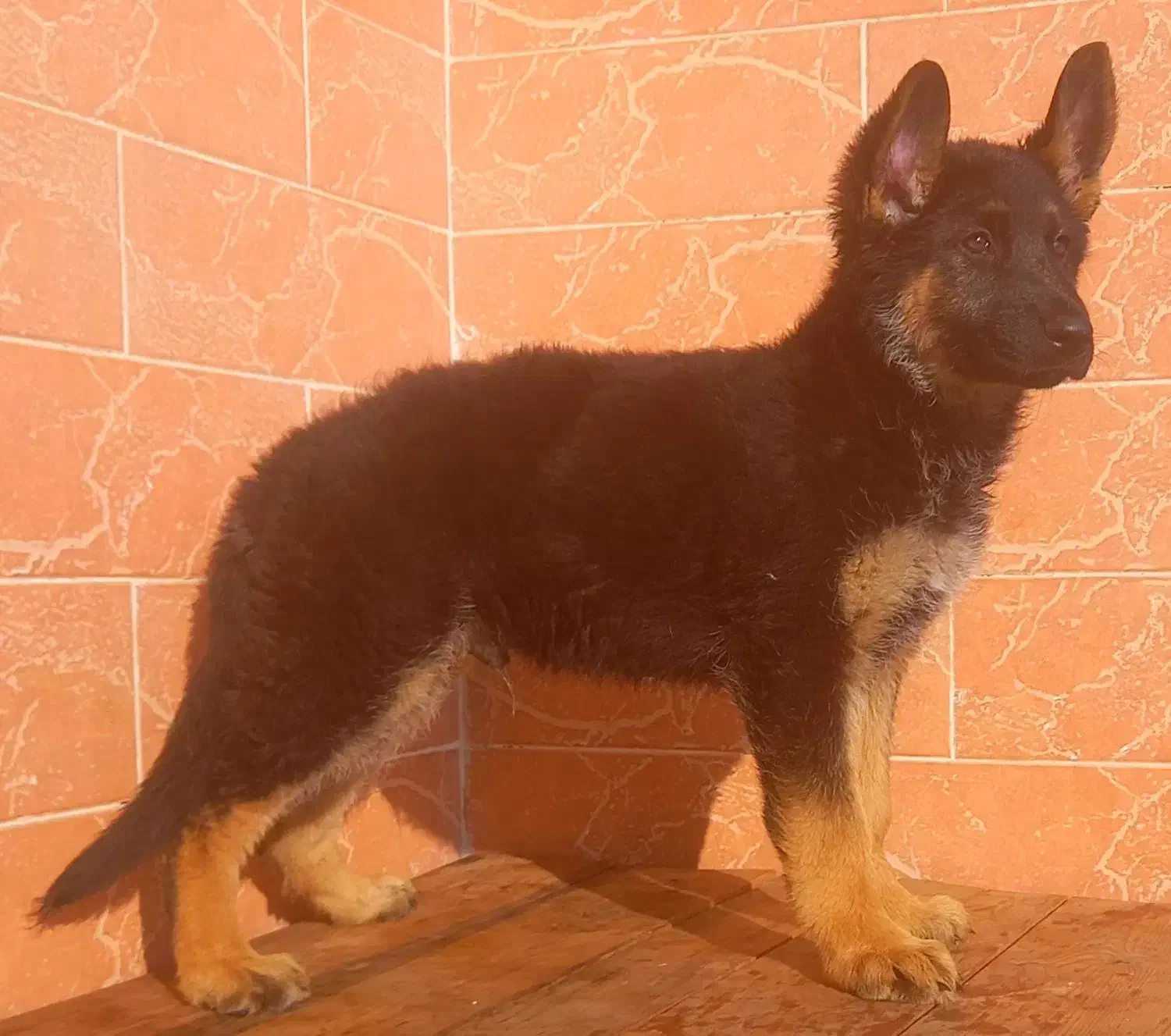 سگ ژرمن شیپرد جرمن کینگ سایز موکوتاه شاه توله (نر)|سگ|تهران, وردآورد|دیوار