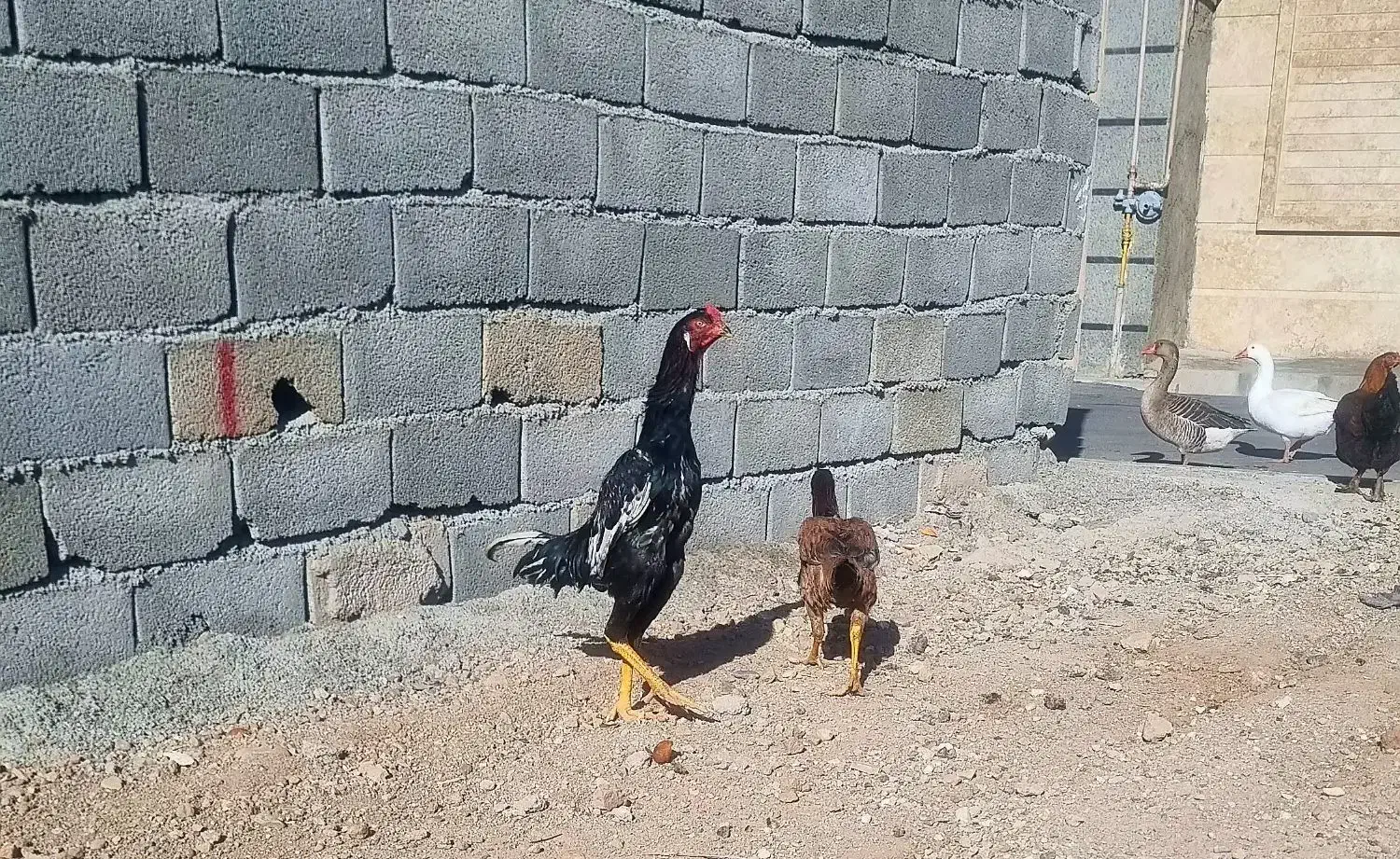 شامو|حیوانات مزرعه|نظرآباد, شهرک سید جمال الدین|دیوار