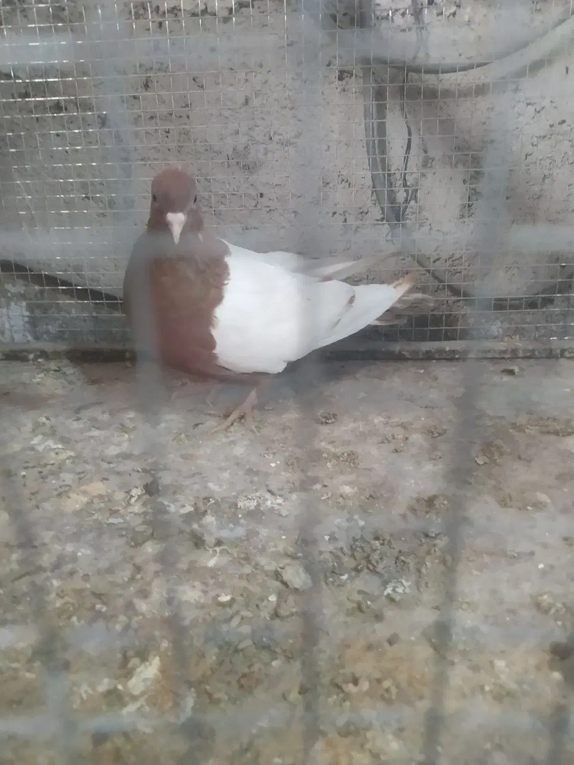 سینه سرخ ماده|پرنده|شیراز, سلطان آباد|دیوار