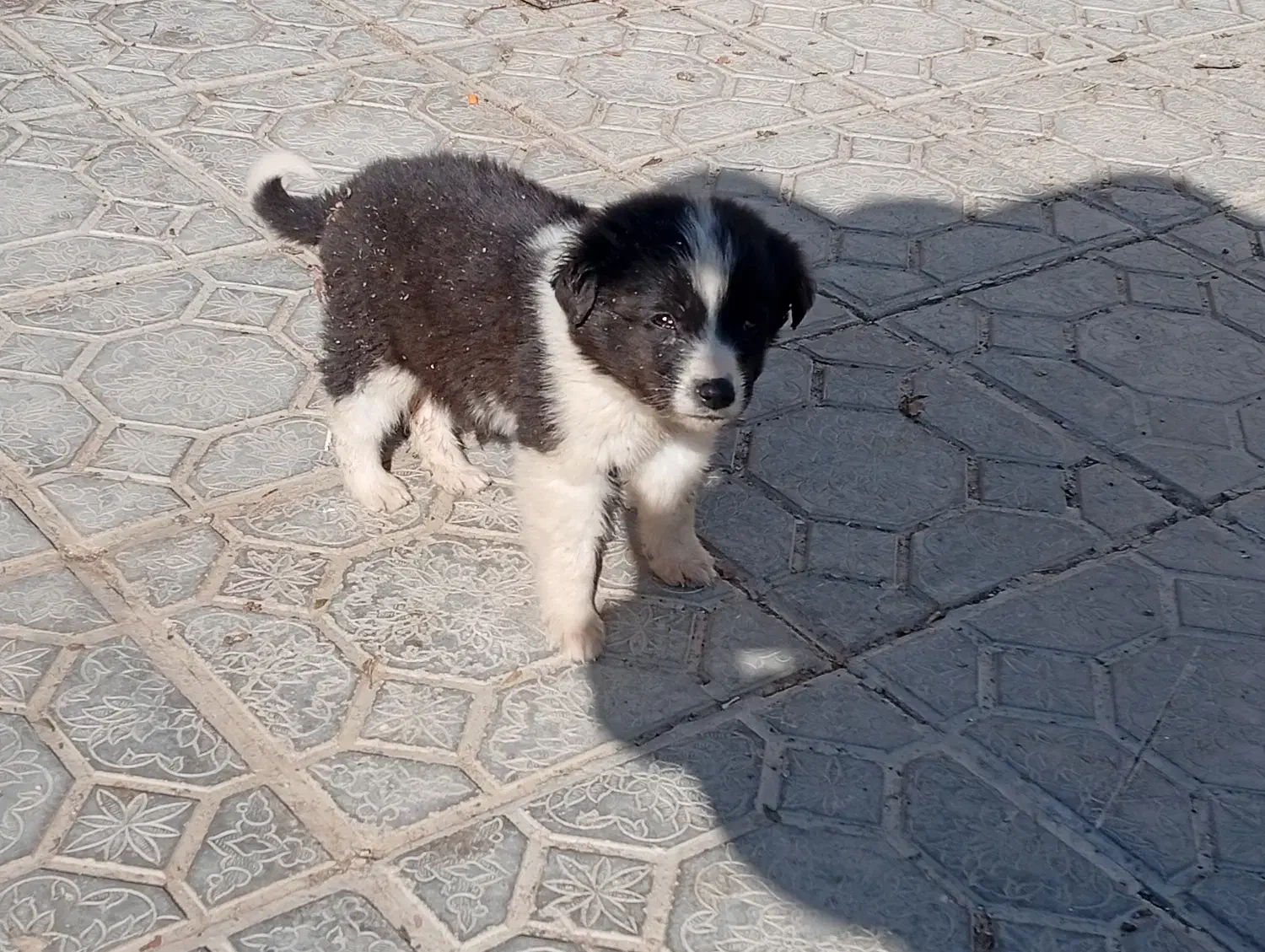 توله سگ|سگ|زاینده رود, |دیوار