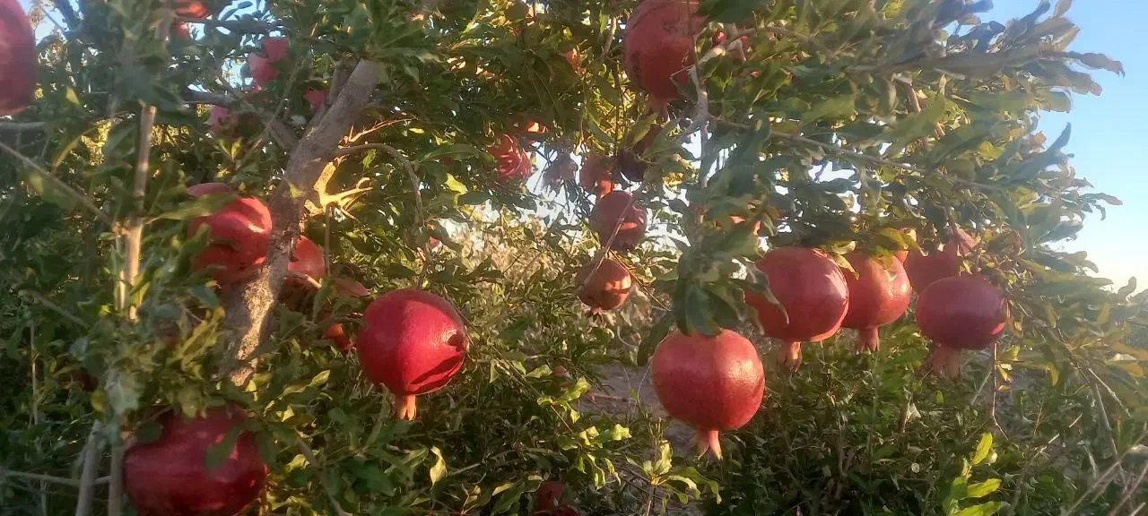 انار|خوردنی و آشامیدنی|تربت‌حیدریه, بهشت عسکری|دیوار