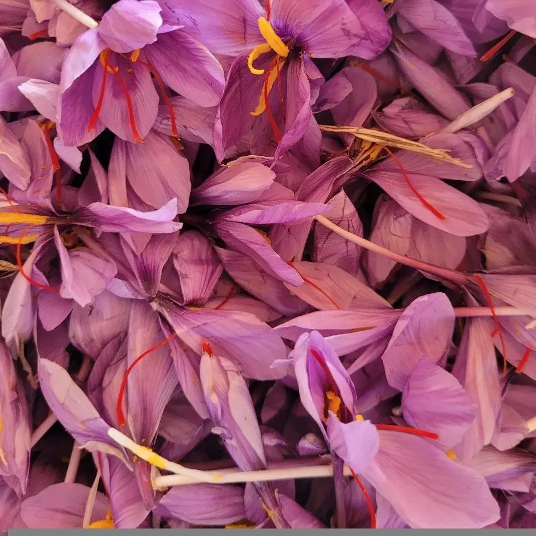 گل زعفران سرایان|خوردنی و آشامیدنی|سرایان, |دیوار