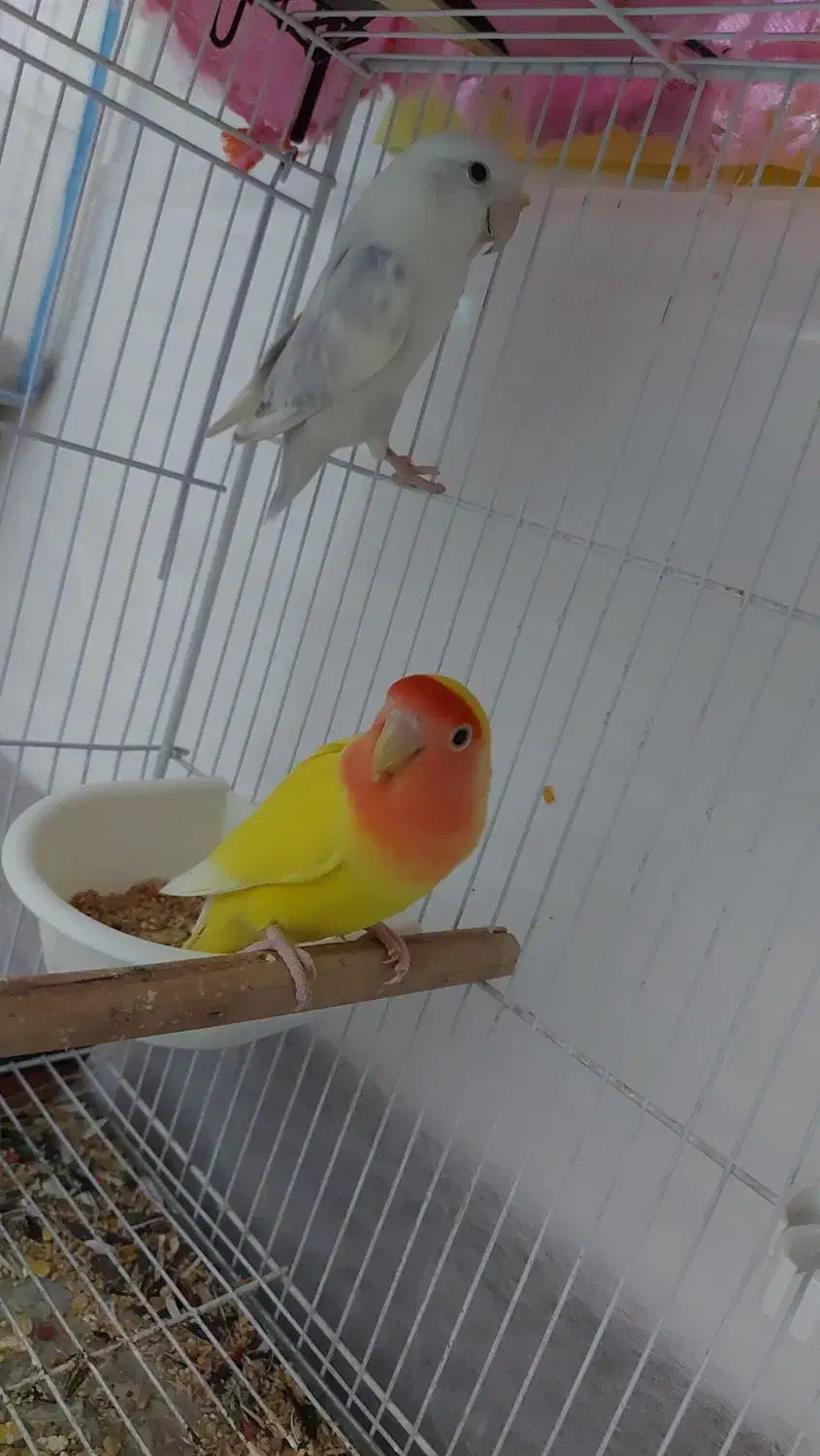 جفت گرینچیک و کوتوله مولد|پرنده|چابهار, |دیوار