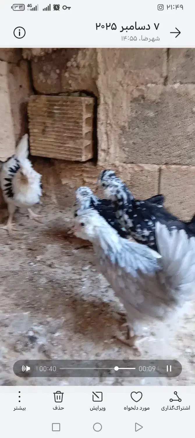 گلین|حیوانات مزرعه|شهرضا, |دیوار