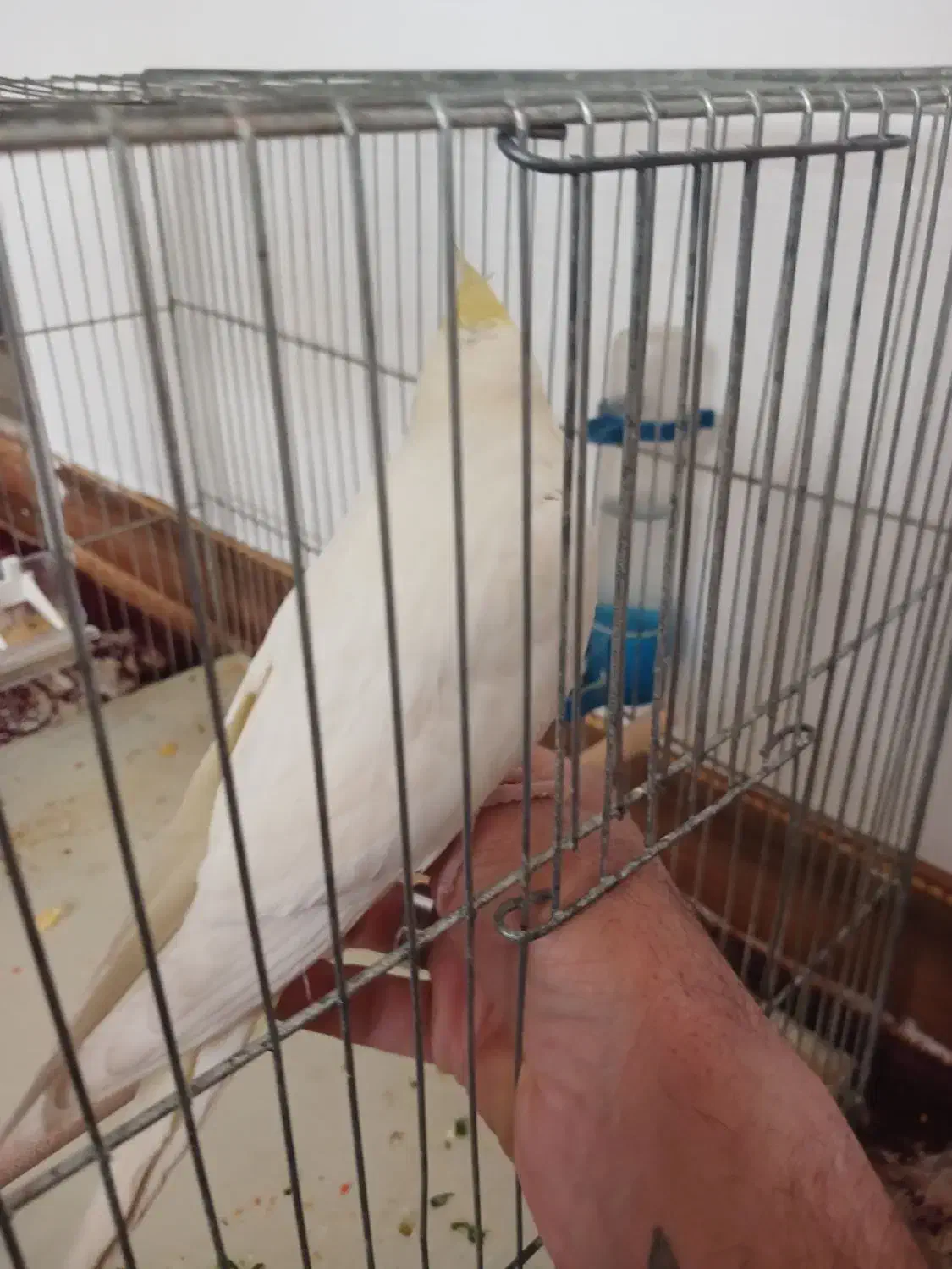 عروس هلندی لوتینو|پرنده|مهریز, |دیوار