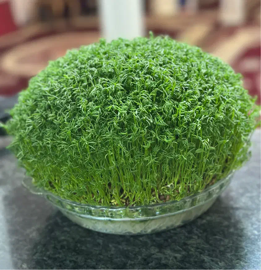 سبزه|گل و گیاه طبیعی|کنگاور, |دیوار