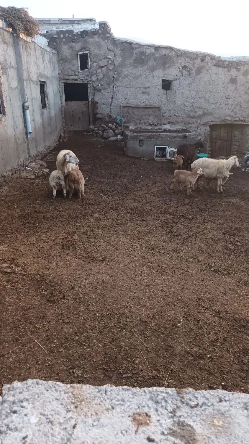 گوسفند برهدار|حیوانات مزرعه|مشگین شهر, |دیوار