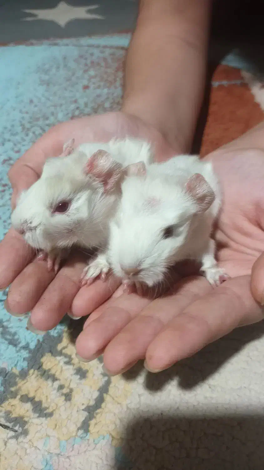 خوکچه هندی سفید|موش و خرگوش|صومعهسرا, |دیوار