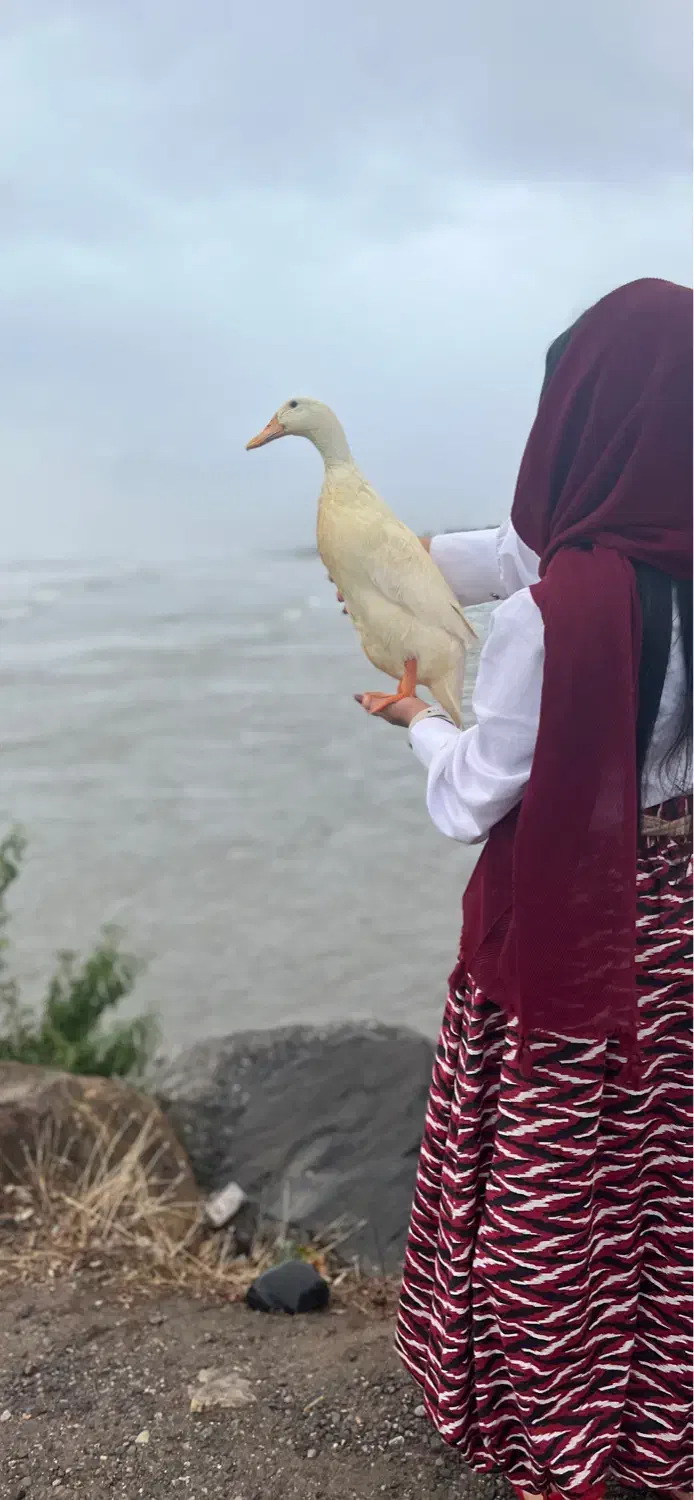 اردک تخمگذار|حیوانات مزرعه|کرج, عظیمیه|دیوار