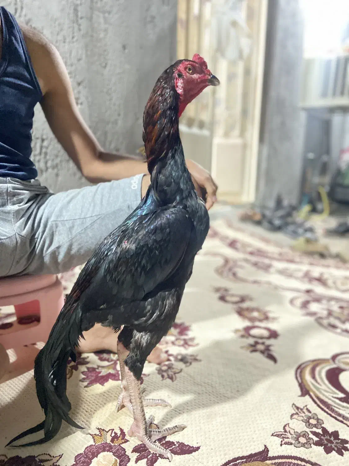 خروس|حیوانات مزرعه|میناب, |دیوار