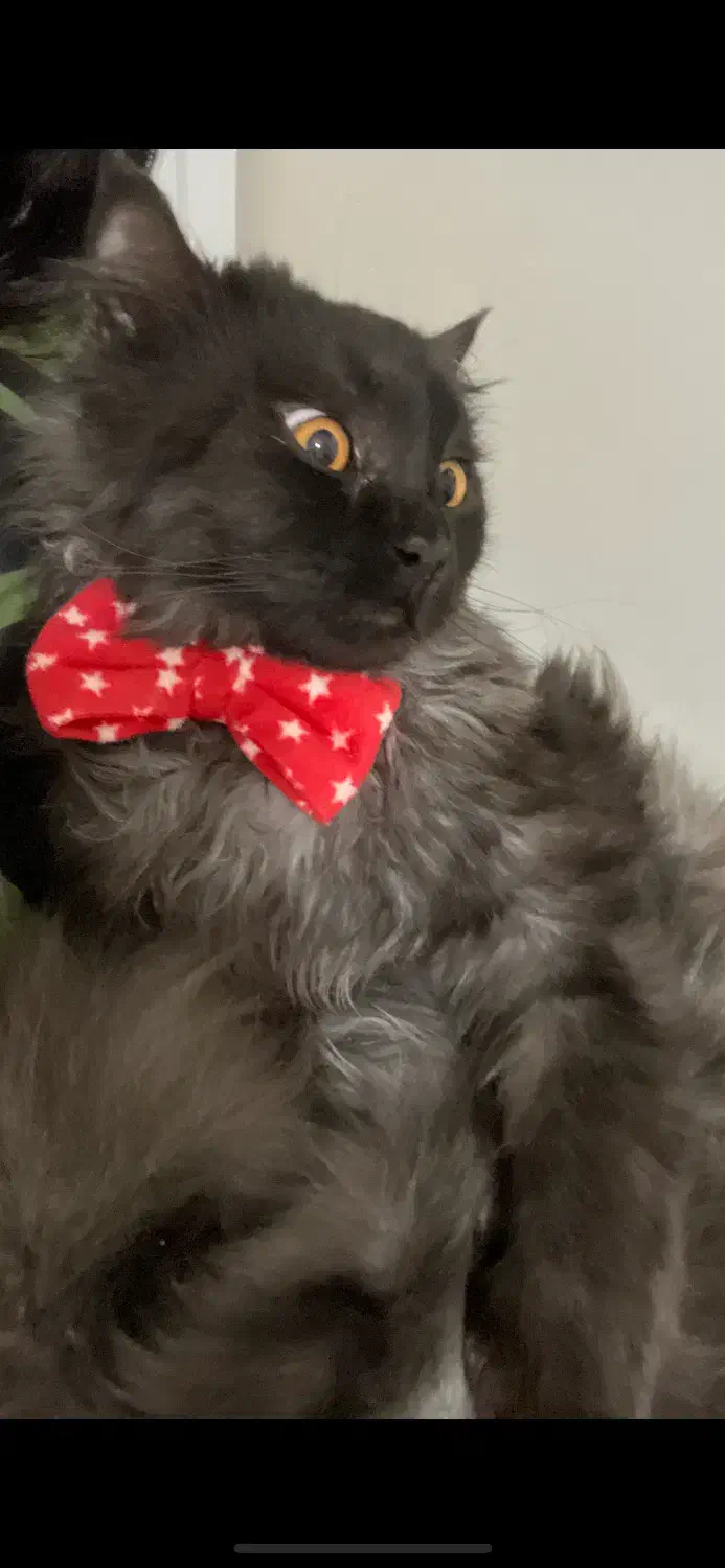 گربه پرشین|گربه|تهران, اسفندیاری|دیوار