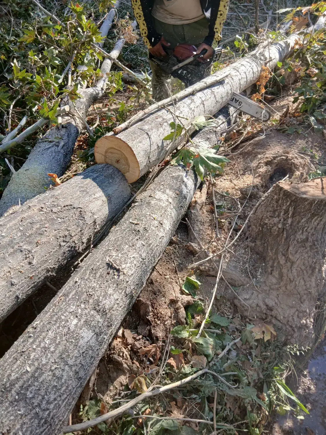 خرید انواع چوب|خدمات باغبانی و درختکاری|بهمن صغاد, |دیوار