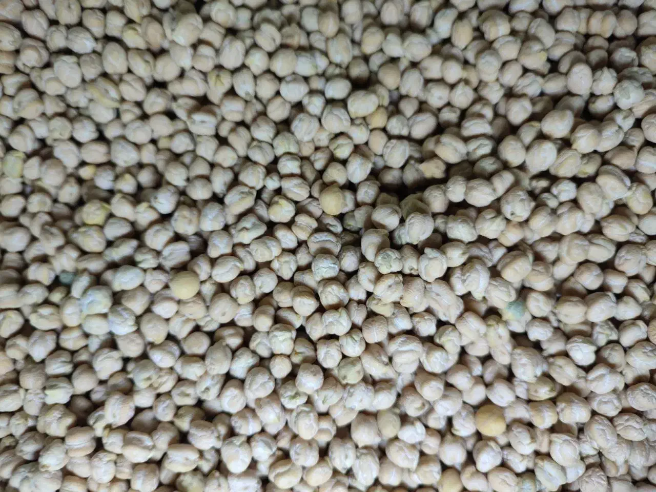 نخود امسال|خوردنی و آشامیدنی|سراجو, |دیوار