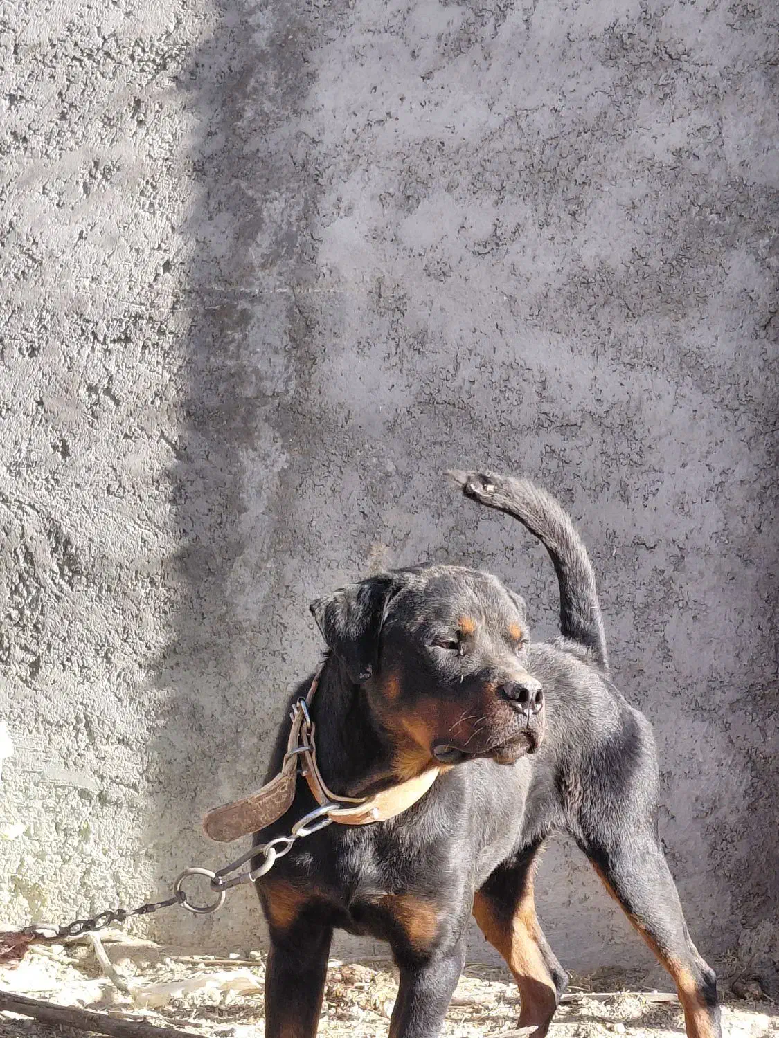 سگ رتوایلر نگهبان|سگ|سجاس رود, |دیوار